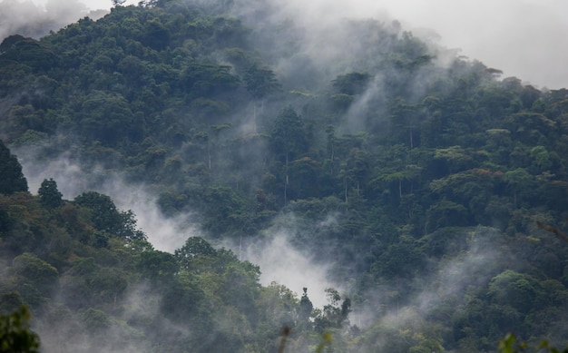 Tropical forest in the morning mist Bwindi Impenetrable National Park Uganda Africa