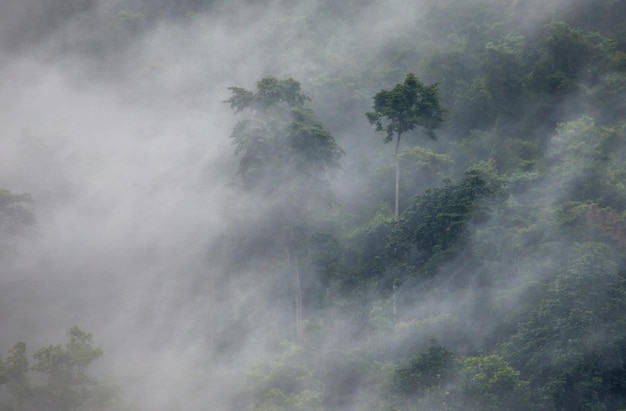 Tropical forest in the morning mist Bwindi Impenetrable National Park Uganda Africa