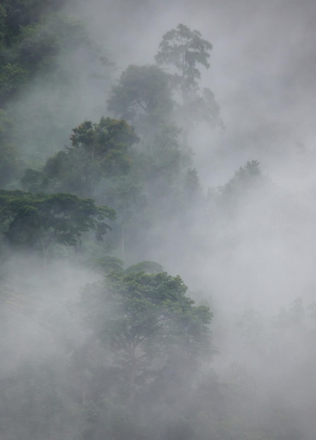 朝の霧の中の熱帯林ブウィンディ原生国立公園ウガンダアフリカ