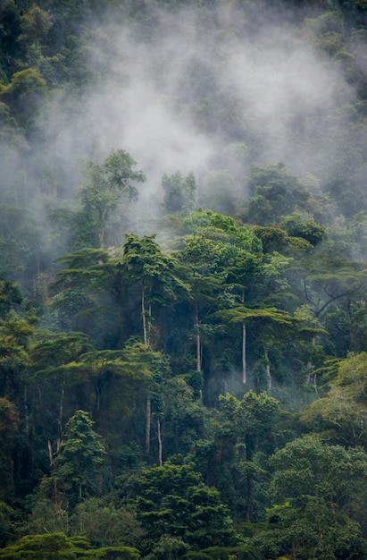 Tropical forest in the morning mist Bwindi Impenetrable National Park Uganda Africa