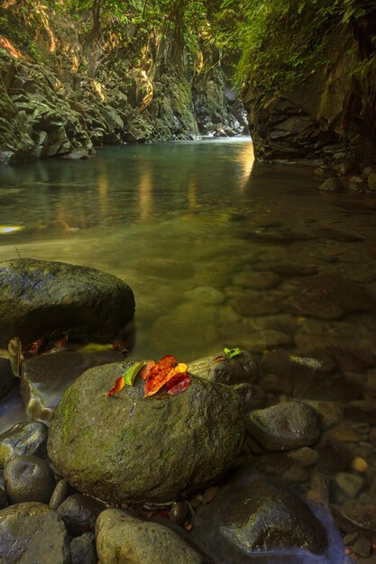 강과 단풍이 있는 열대 우림 자연 풍경