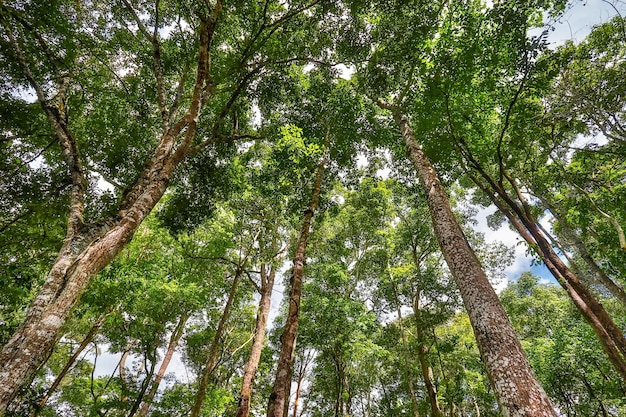 Tropical forest  northern Thailand