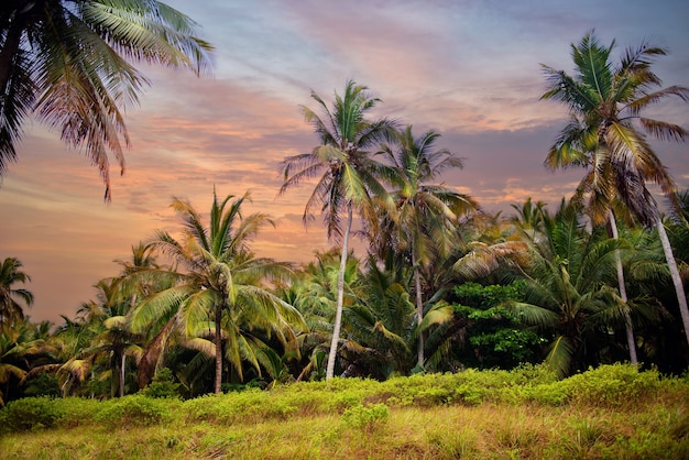 Тропический лес, пальмы на пляже фоне пальм.