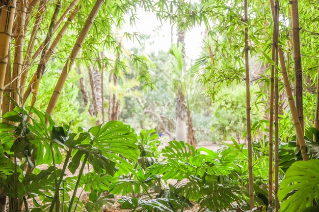 Tropical forest, palm trees in sunlight