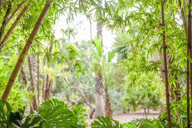 Тропический лес, пальмы в солнечном свете
