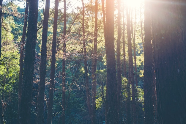 Tropical forest, trees in sunlight and rain