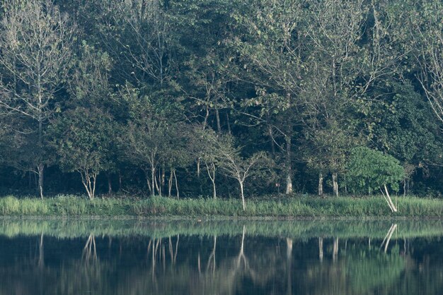 Tropical forest water lake