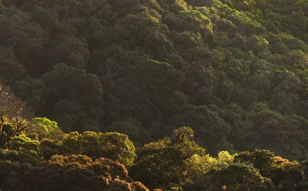 тропический лес с солнечным светом