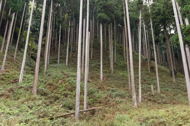 Tropical Forest