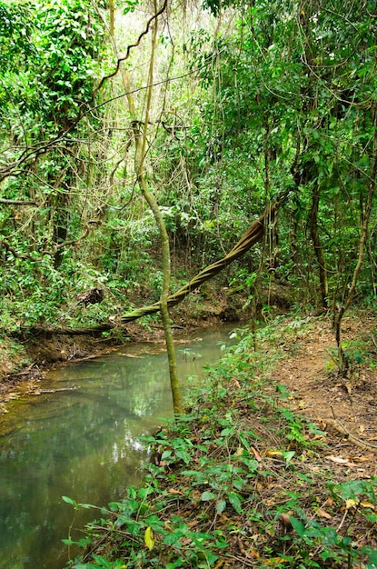 Tropical forest