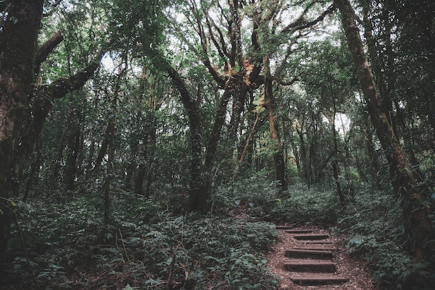 tropical forest