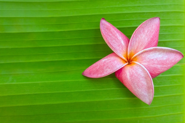 Tropical frangipani flower on banana leaf background with space for text