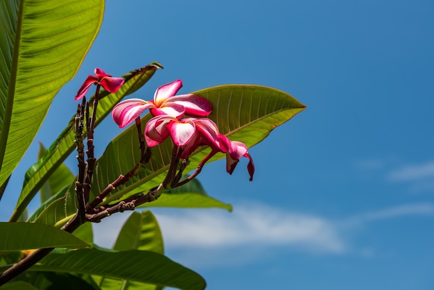 Tropical Frangipani pink white flower with very green leaves. Contrasting with blue sky.