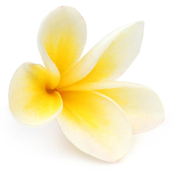 Tropical Frangipani over white background