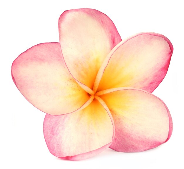 Photo tropical frangipani over white background