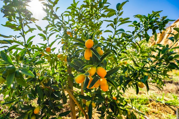 tropical fresh fruit