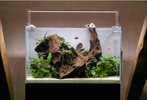 Tropical freshwater aquarium aquascape with live plants