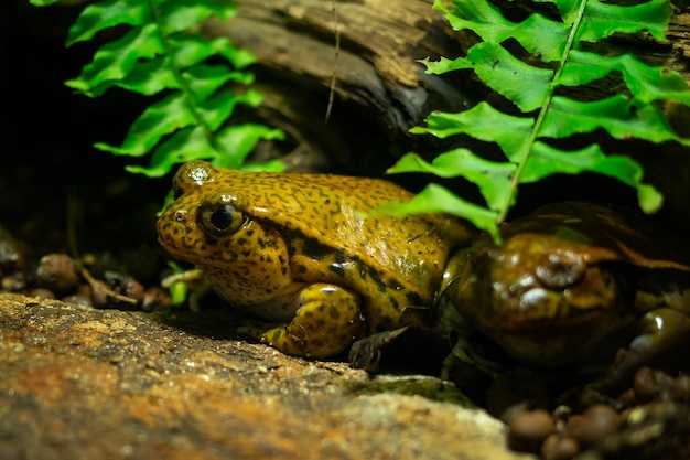 Тропическая лягушка Dyscophus guineti сидит на камне