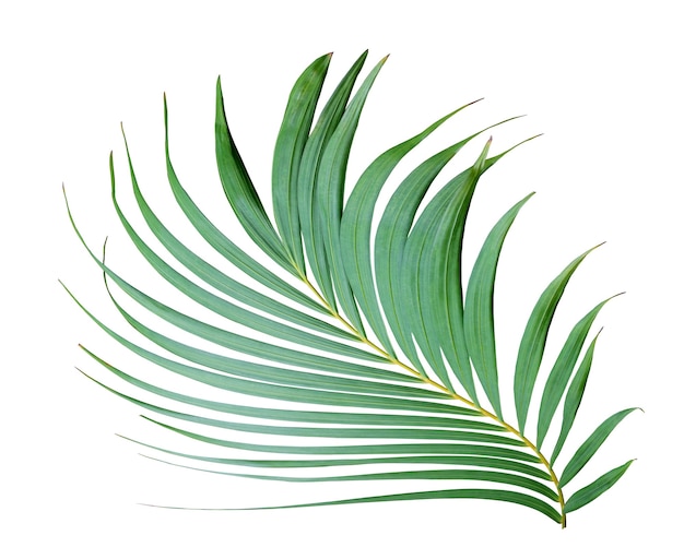 Tropical frond green palm leaf tree isolated on white background