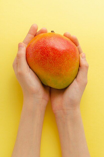 Tropical fruit mango held in children hands.