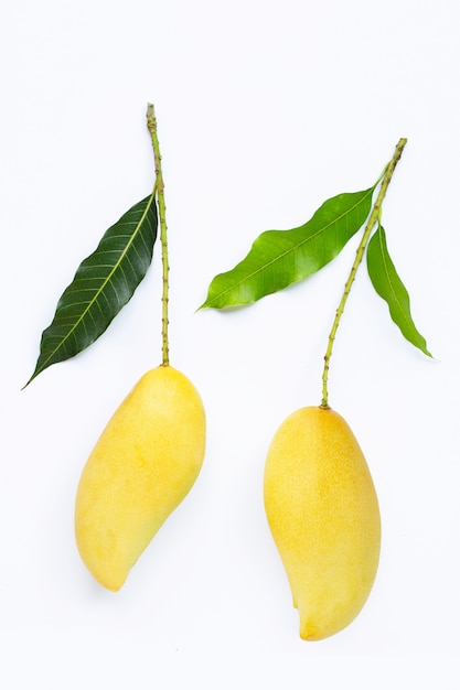 Tropical fruit, Mango on white surface