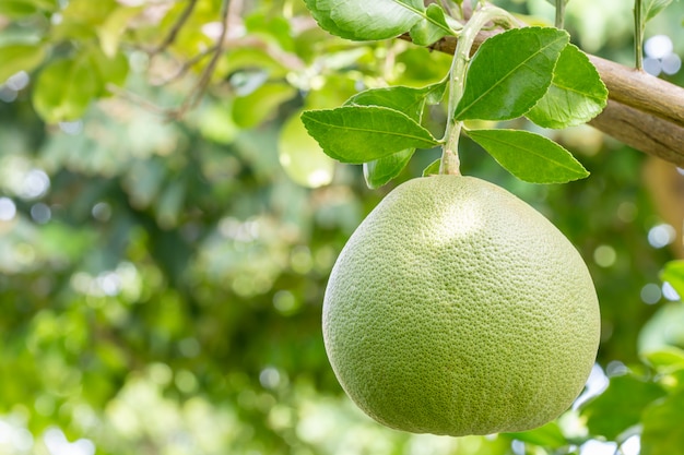 Tropical fruits, Pomelo (Citrus maxima), hanging from a branch on a tree, among bright sunlight, on green leaves