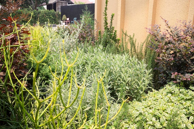 Tropical garden with botanic plants stone