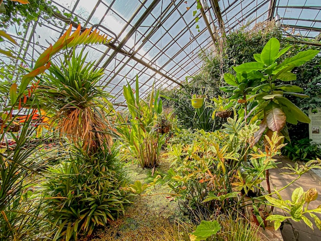 Tropical garden with colorful flowers and plants in a greenhouse