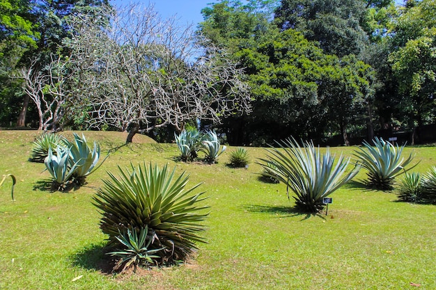 Tropical garden with exotic trees and plants Royal Botanical garden Peradeniya Sri Lanka Wide photo