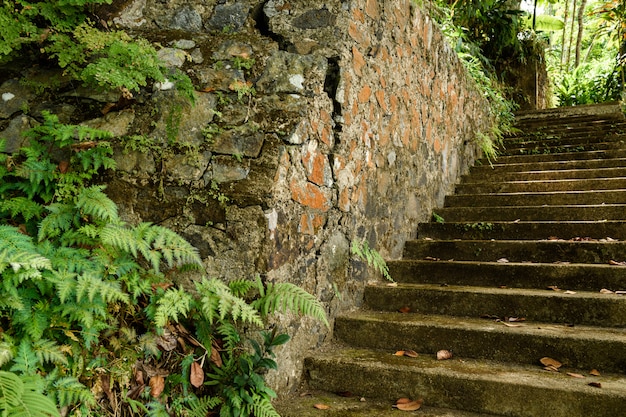 Giardino tropicale