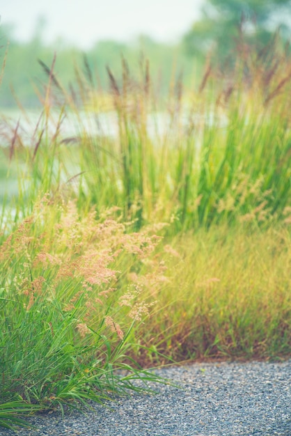 Tropical grass field, Thailand