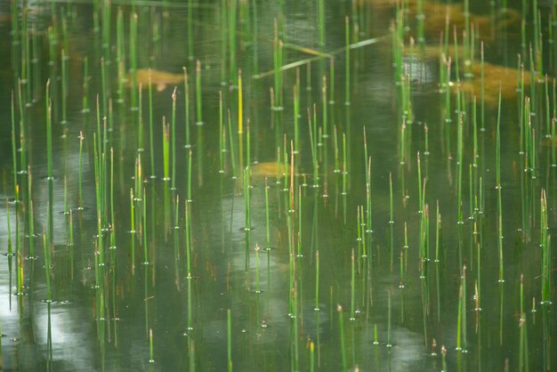 Tropical grass field, Thailand