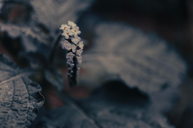 熱帯の草の花春の自然の壁紙の背景