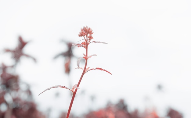 熱帯の草の花春の自然の壁紙の背景