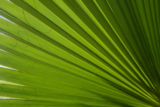 Tropical green background Palm leaf texture palm coconut foliage nature green background