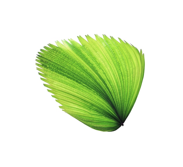 Foglia di palma di salto verde tropicale isolata su bianco con il percorso di residuo della potatura meccanica