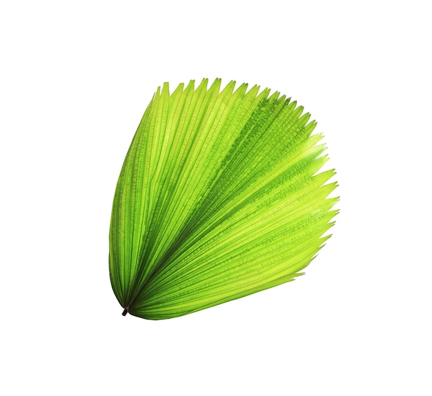 Tropical green blowing palm leaf isolated on white