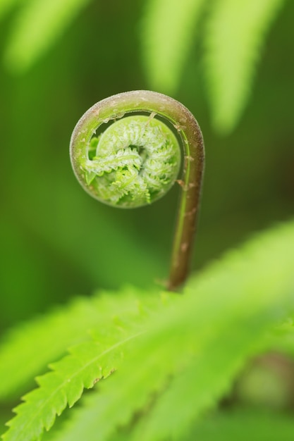 tropical green botanical