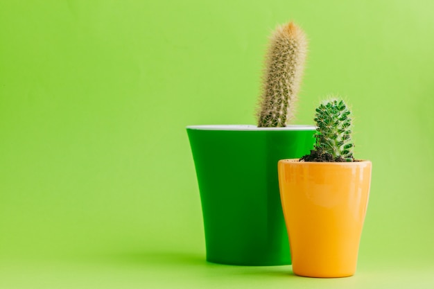 Tropical green cactus on green background.