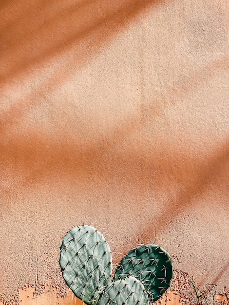 Tropical green cactus plants on a textured pink wall with negative copy space. Minimal botany background.