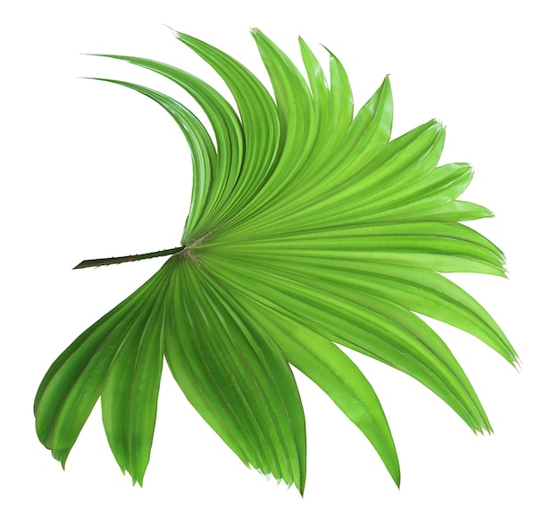 Tropical green chinese windmill palm leaf tree isolated on white background