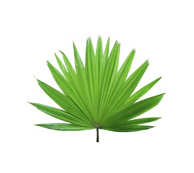 Tropical green chinese windmill palm leaf tree