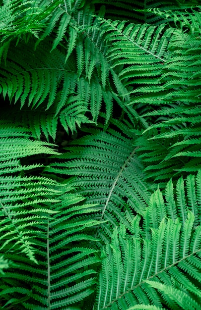 Tropical green fern leaves