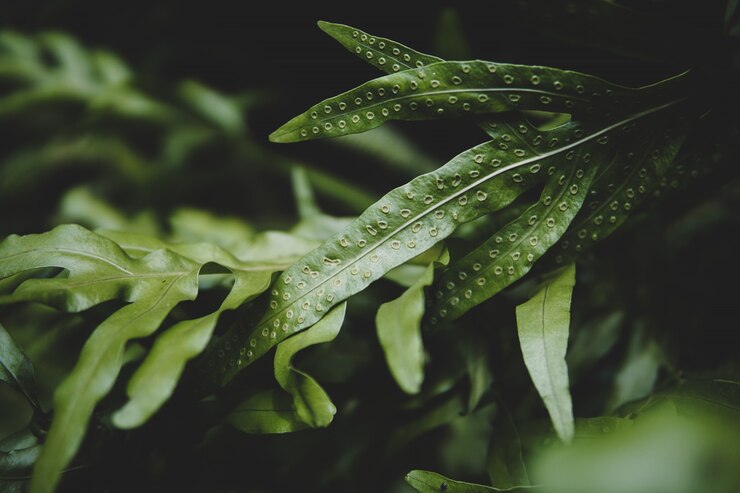 Photo tropical green leaf background, dark tone theme.