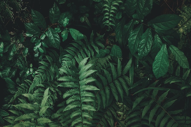 Premium Photo | Tropical green leaf background, dark tone theme.