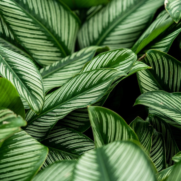 Тропический зеленый лист фон Природа фон