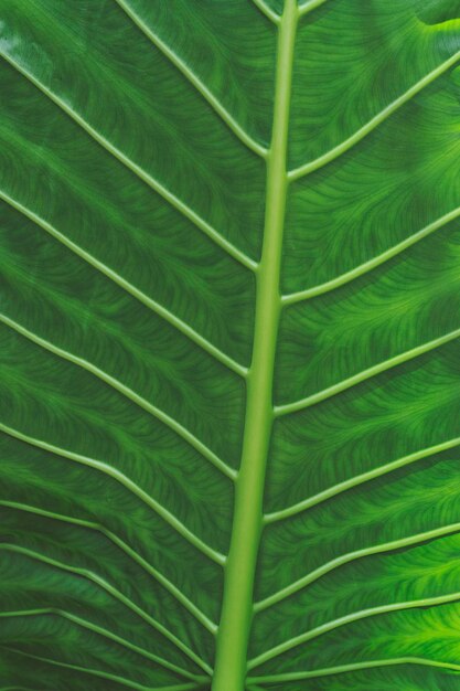 Tropical green leaf background