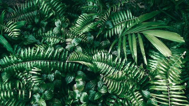 Tropical green leaf in dark tone.