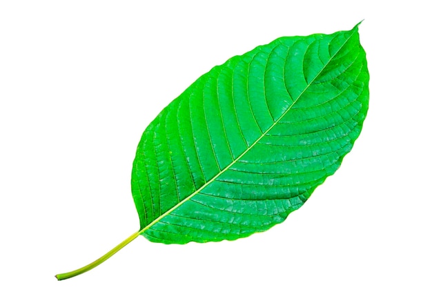 Tropical green leaf isolated on white background