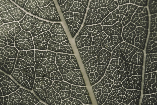 Tropical green leaf pattern in the garden. background of dark
green tropical leaves. closeup nature